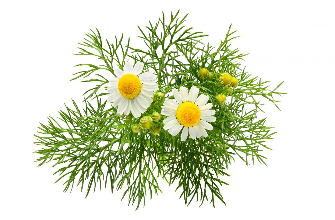 Chamomile GERD