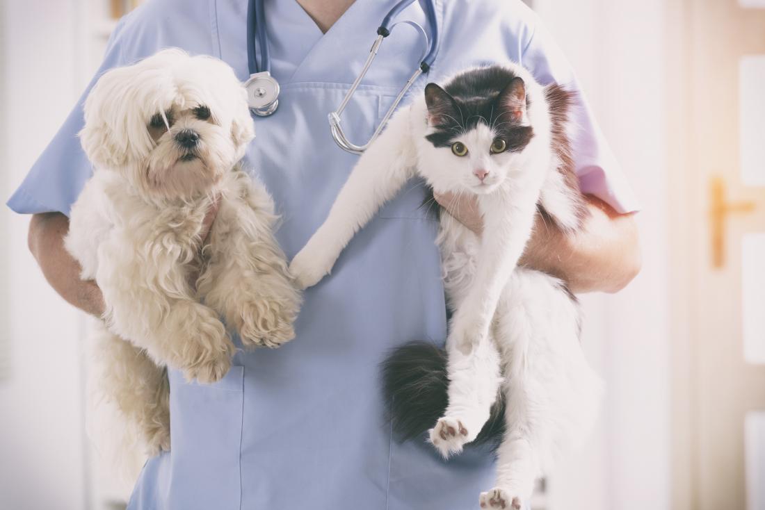 are hookworms more common in cats or dogs