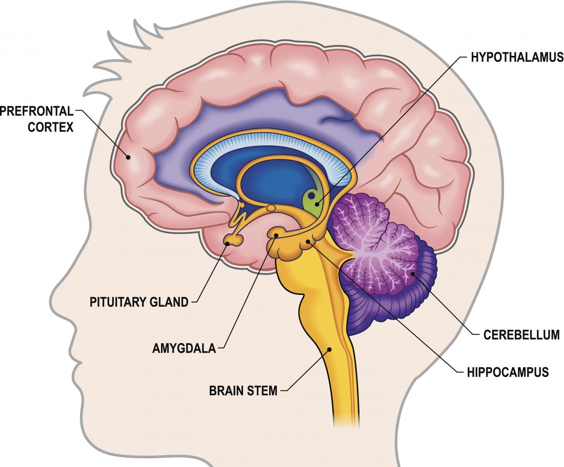 Hippocampus: Function, size, and problems