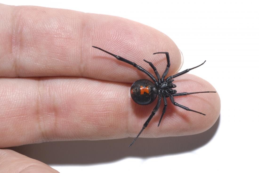 How Dangerous Is A Black Widow Spider Bite / How Serious Is A Black