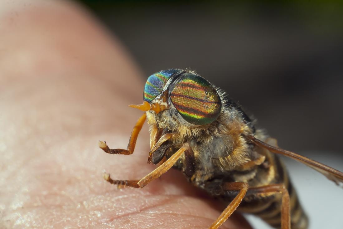 Horsefly Bites Identification And Treatment