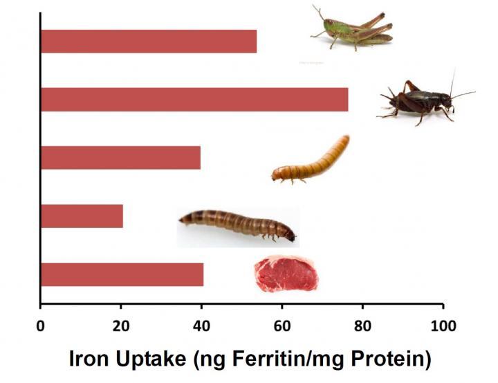[Nutrition of insects and beef]