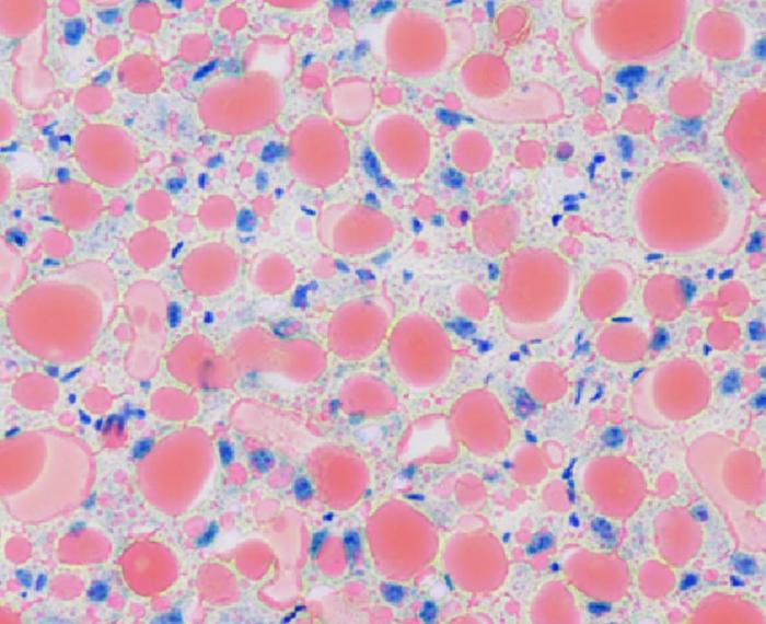 mouse liver section hires