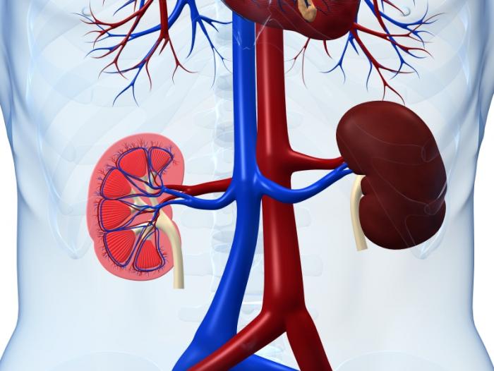 Protein deficiency may explain kidney disease