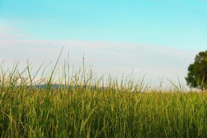 long grass