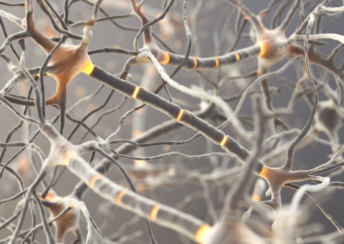 network of neurons