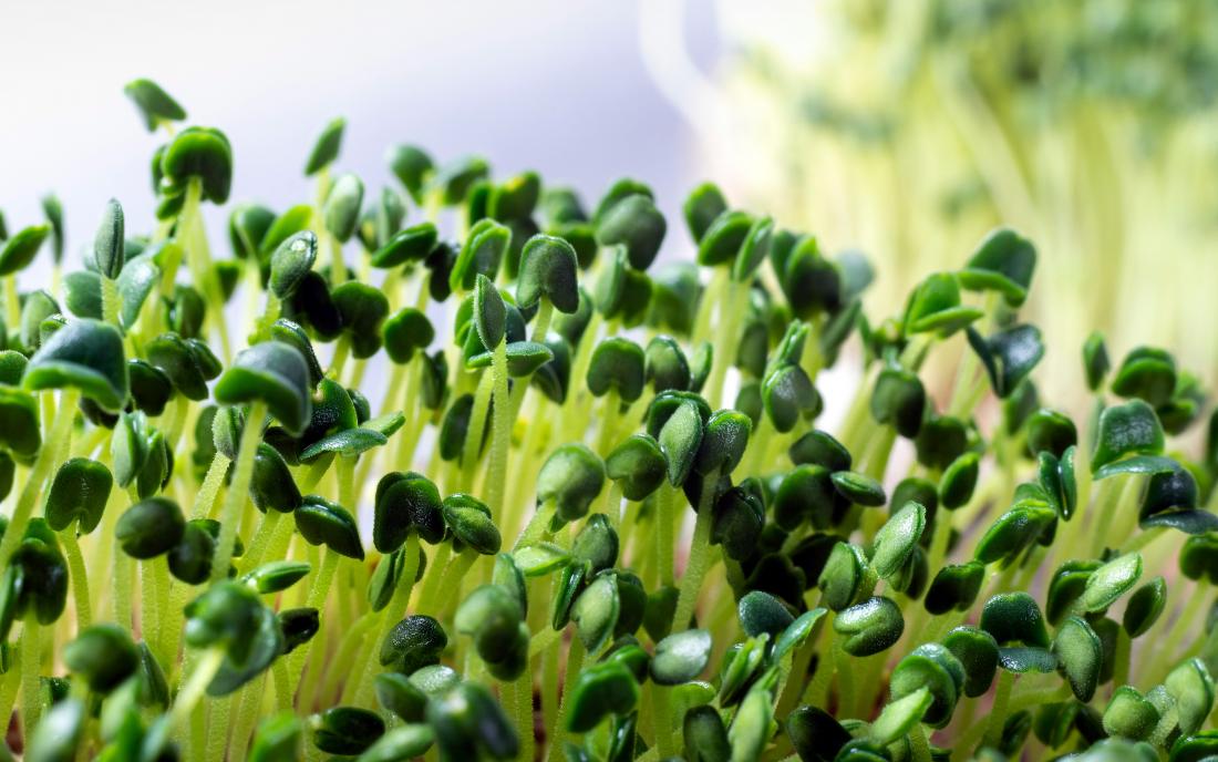 Revitalize Your Microgreens and Sprouts with Hydroponic Nutrient Solutions
