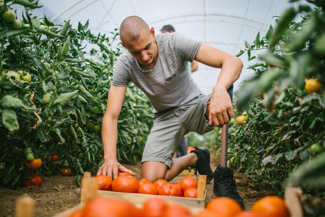 diabetic neuropathy amputatee working with tomatoes