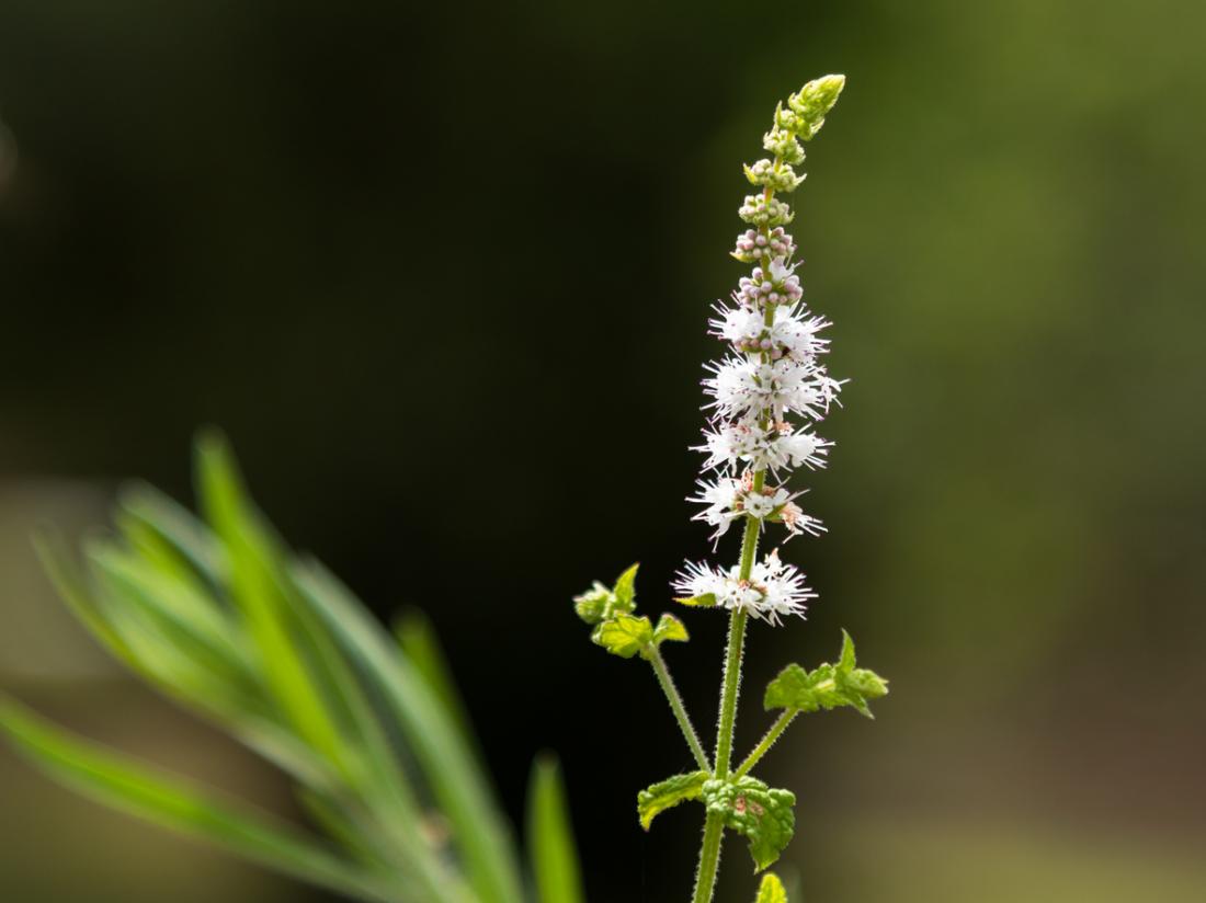 Black Cohosh Extract