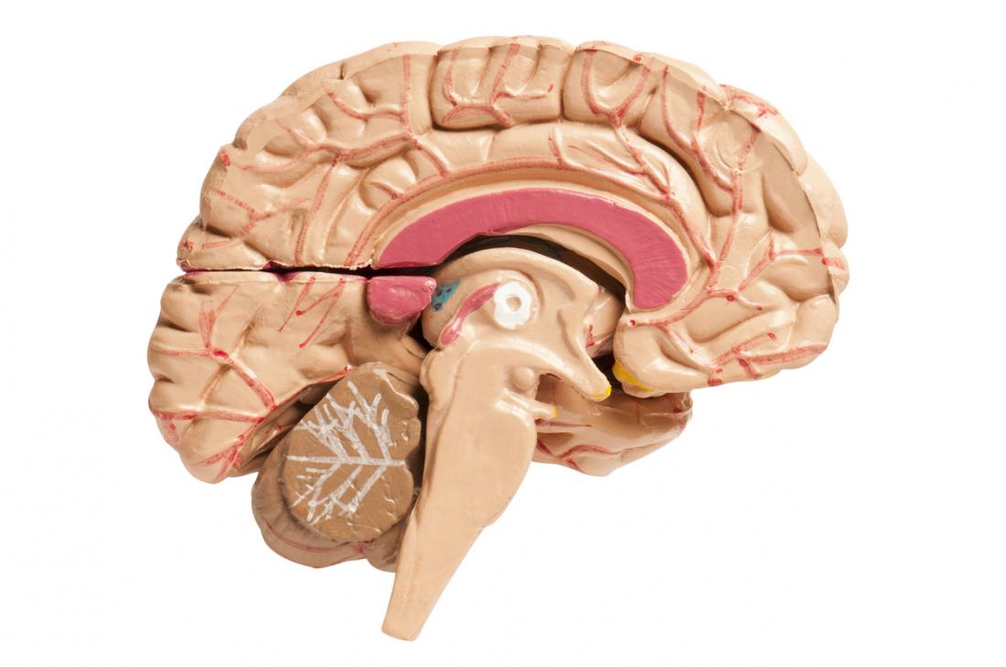 brain diagram corpus callosum