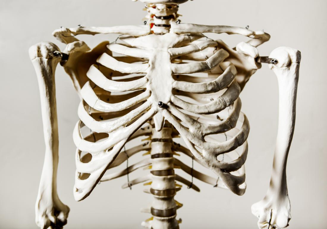 Rib Cage Anatomy Human Rib Cage High Res Stock Images Shutterstock ...