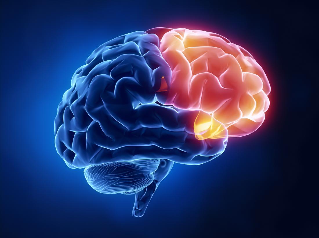 Frontal Lobe Functions Structure And Damage