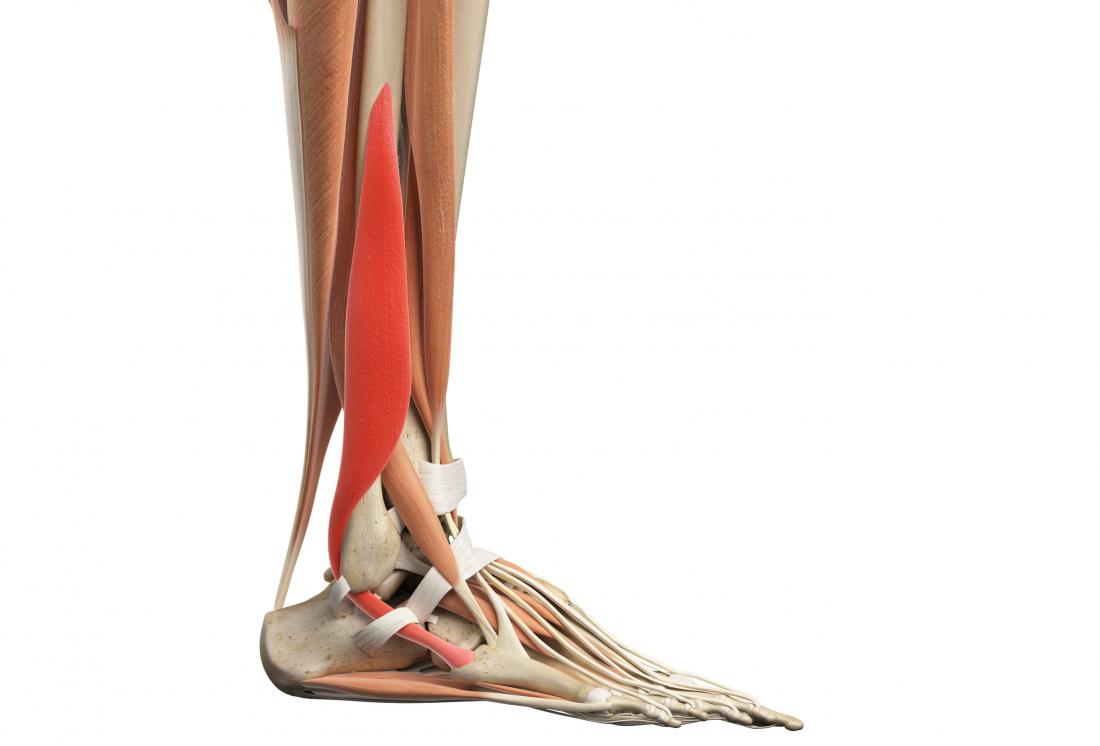 Plantar flexion: Function, anatomy, and injuries