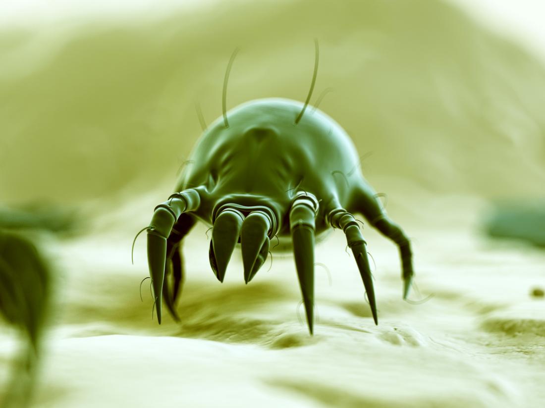 Dust mite allergy: Symptoms, treatment, and prevention