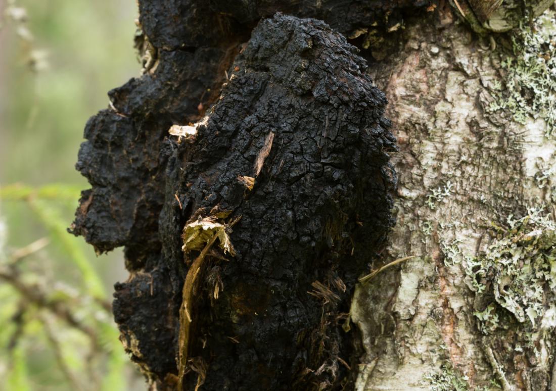 Buy Chaga Mushroom Online