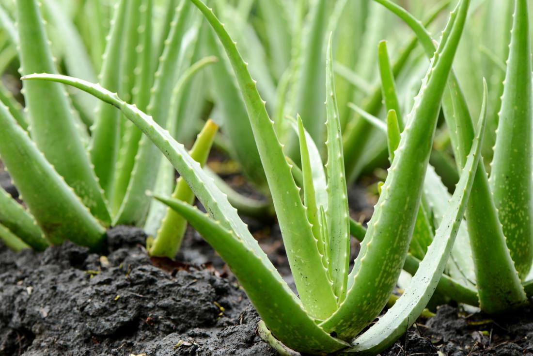 Some Useful Plants And Their Uses: Aloe vera