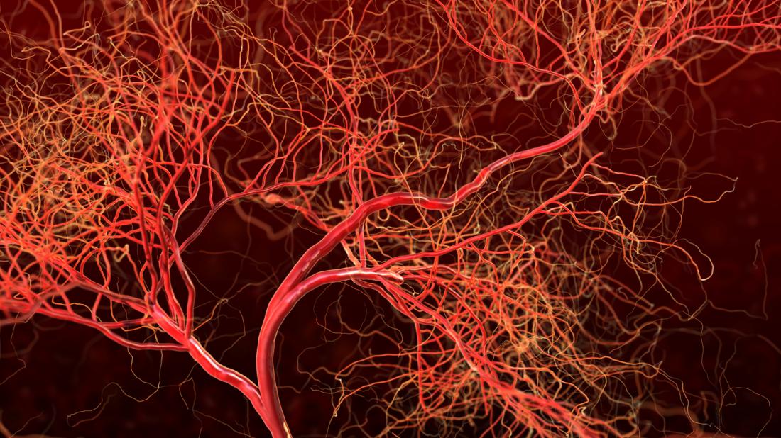 illustration of blood vessels