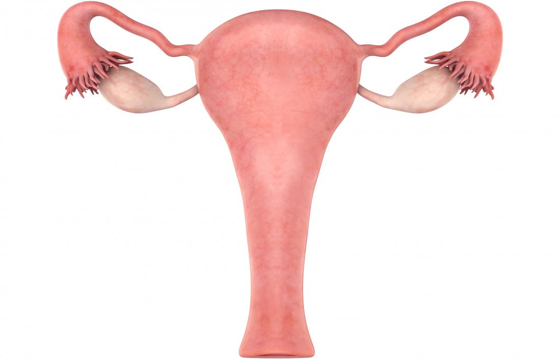 real human uterus