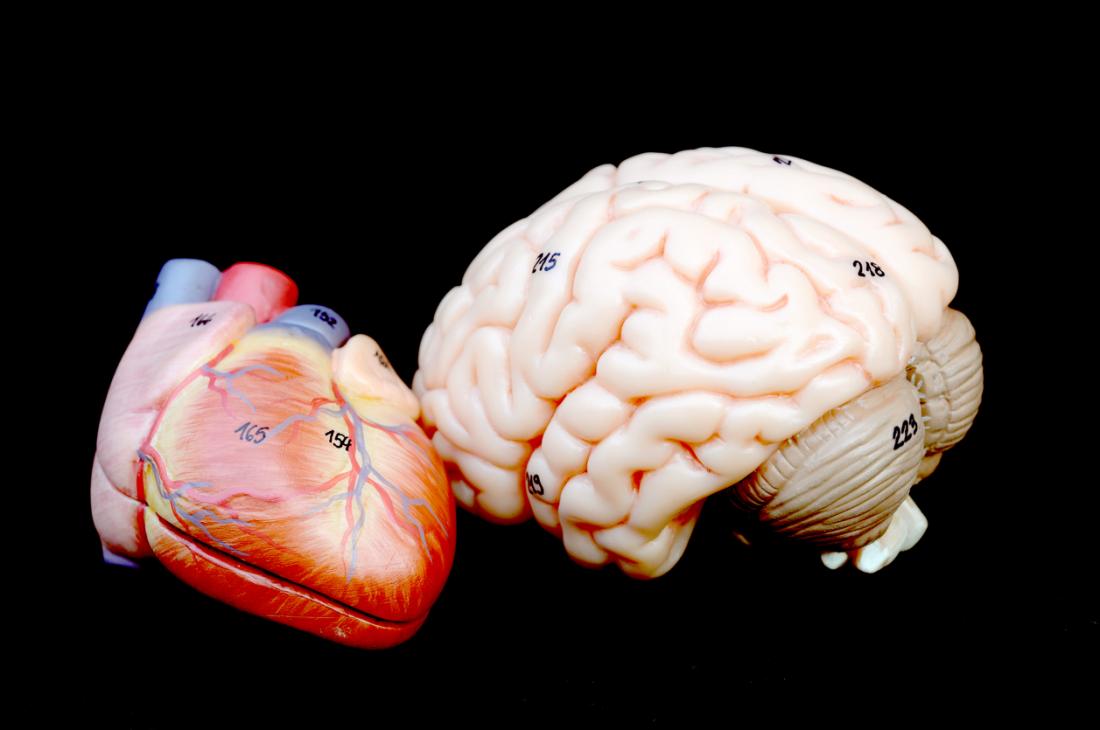 Brain and heart model