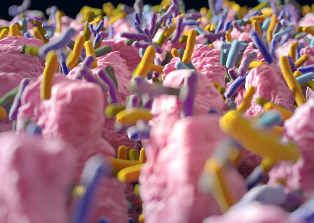 gut bacteria on villi