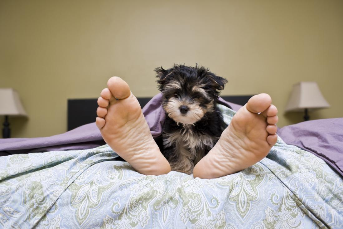 do dogs sleep with their favorite person