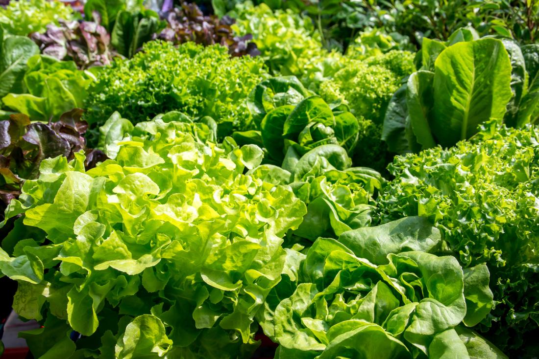 Leafy green vegetables, including cabbage, lettuce, spinach, kale, and greens.