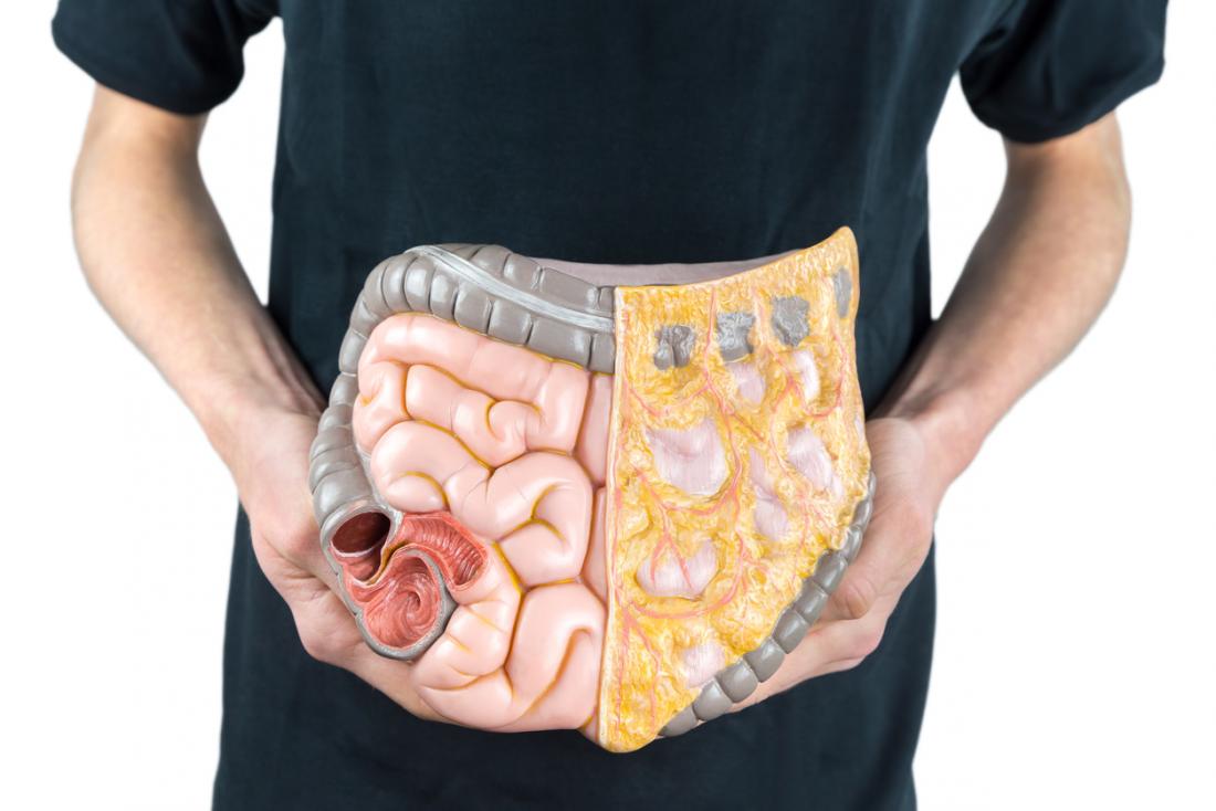 Model Of Human Digestive System Being Held Up Over Where It Is In The Body By Man In Black Shirt 