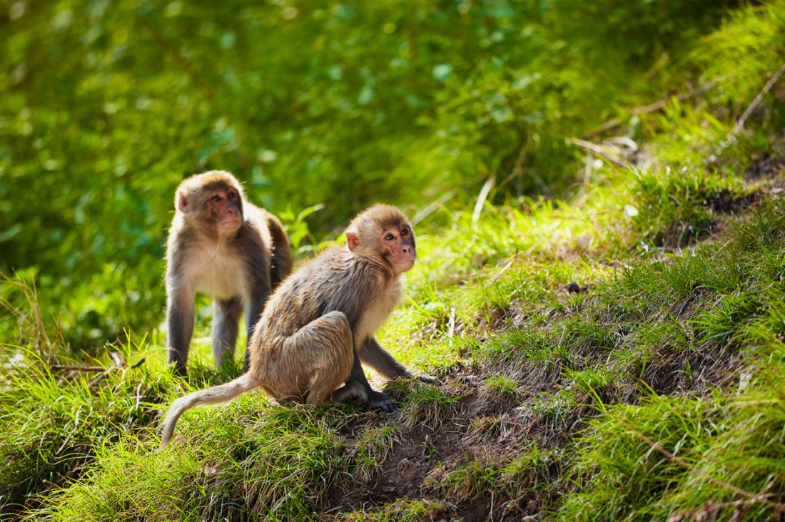 rhesus monkeys