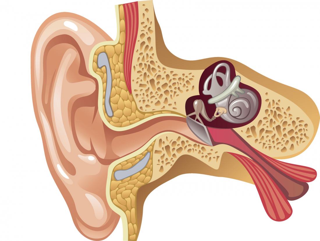 Eustachian Tube Dysfunction Causes Symptoms And Treatment