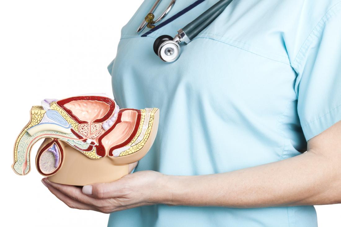 Nurse holding prostate model