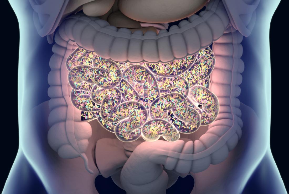 Gut Fungi May Hold Key To Metabolic Health