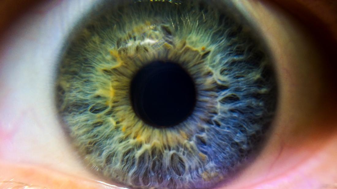 Iris and Pupil - Gene Vision