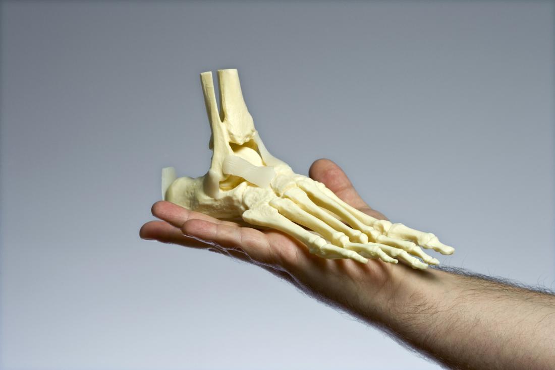 Model of bones in the feet being held up.