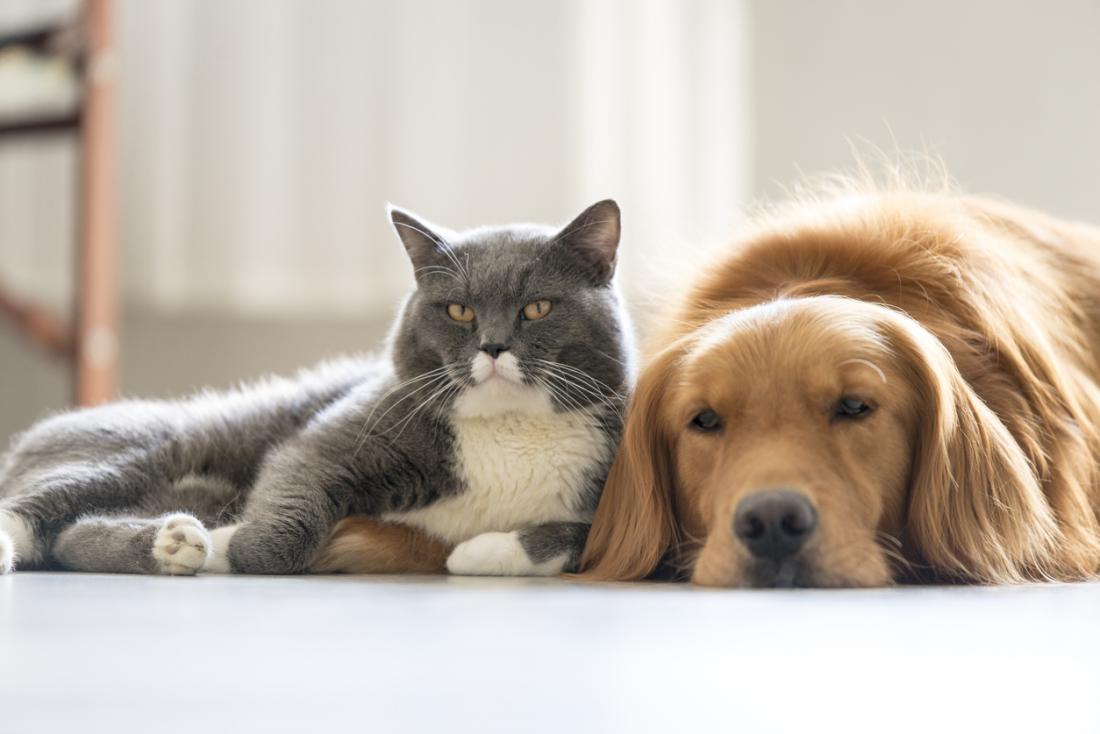 Cats and dogs can produce dander
