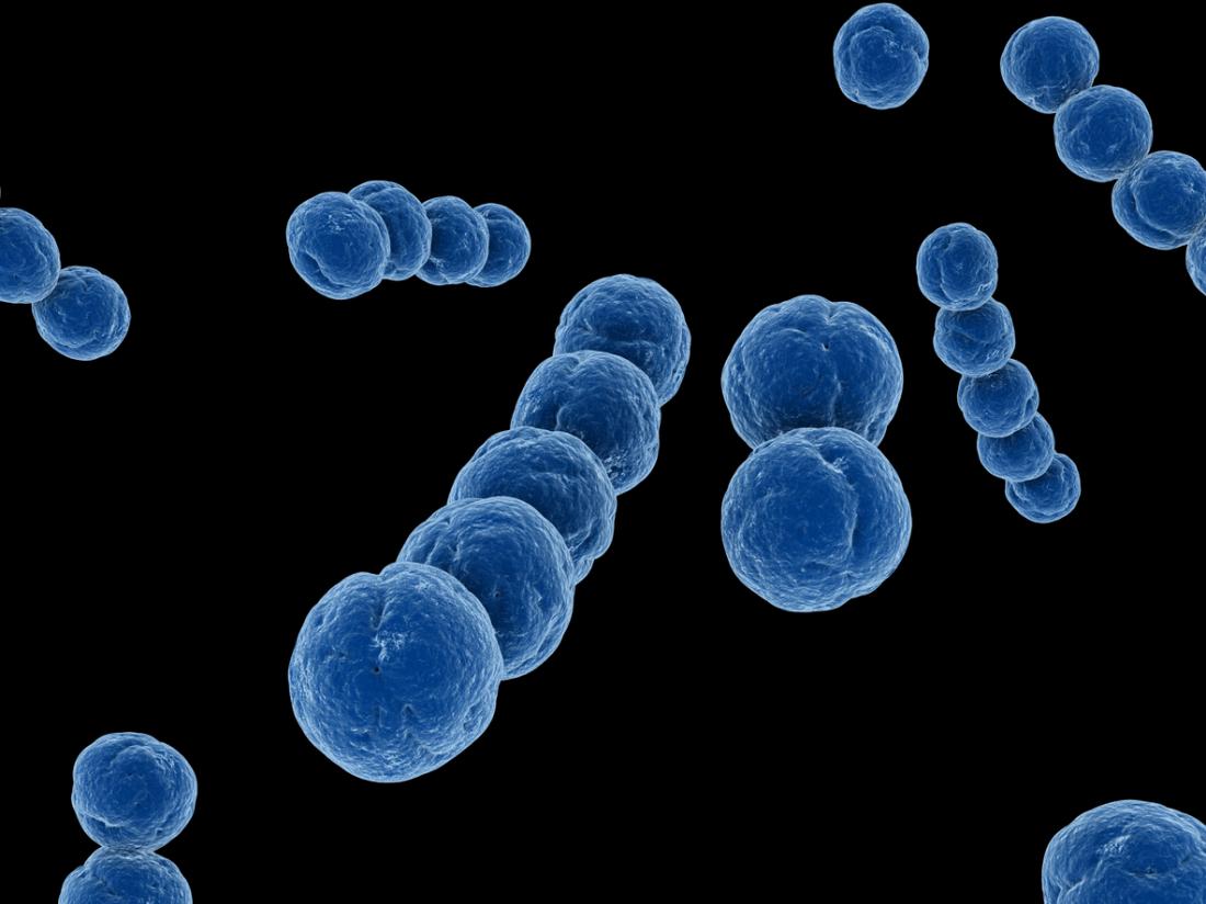 strep bacteria