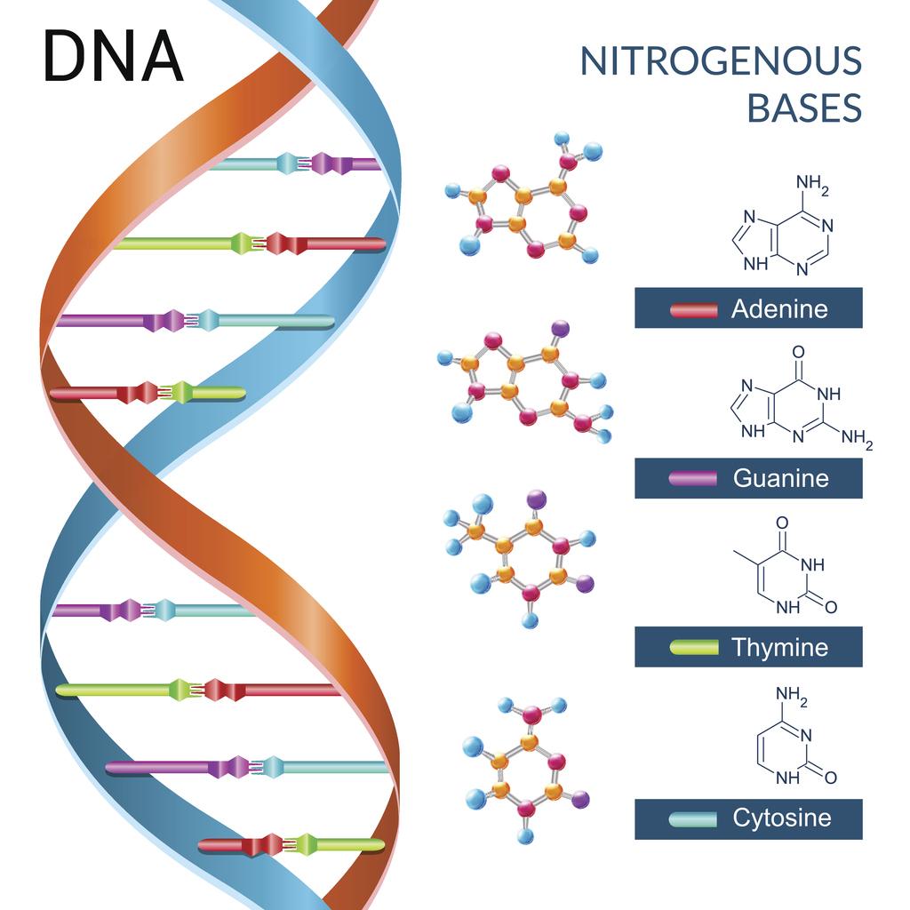 what do the four bases in dna do