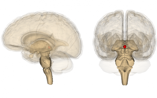 Pineal gland highlighted in model of human brain. Dactylitis <br>Image credit: Life Science Databases(LSDB), (2009, September 20)</br>