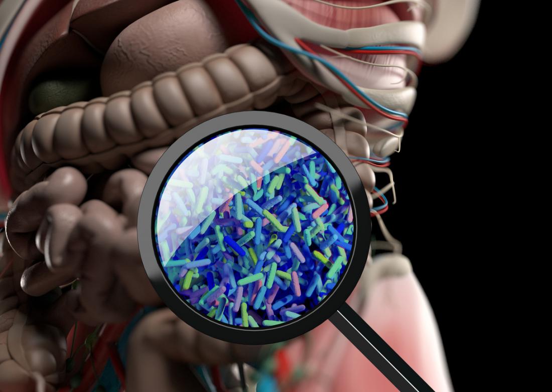 gut bacteria through magnifying glass
