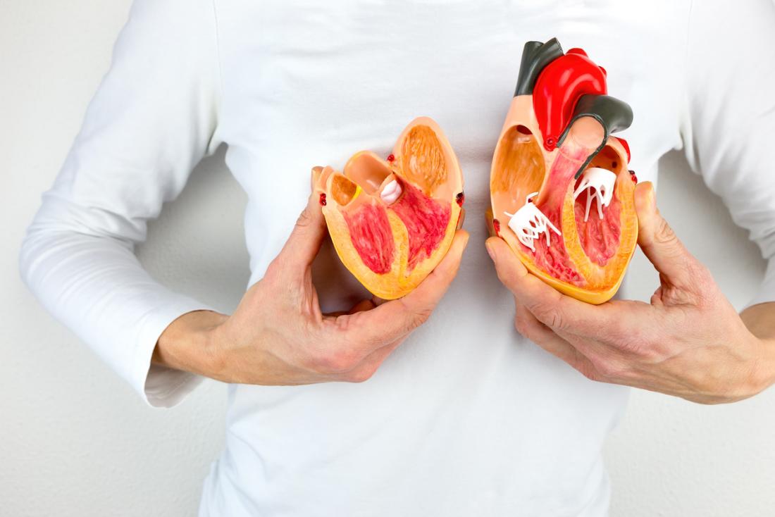 Woman holding up to halves of a model of the human heart in front of her chest.