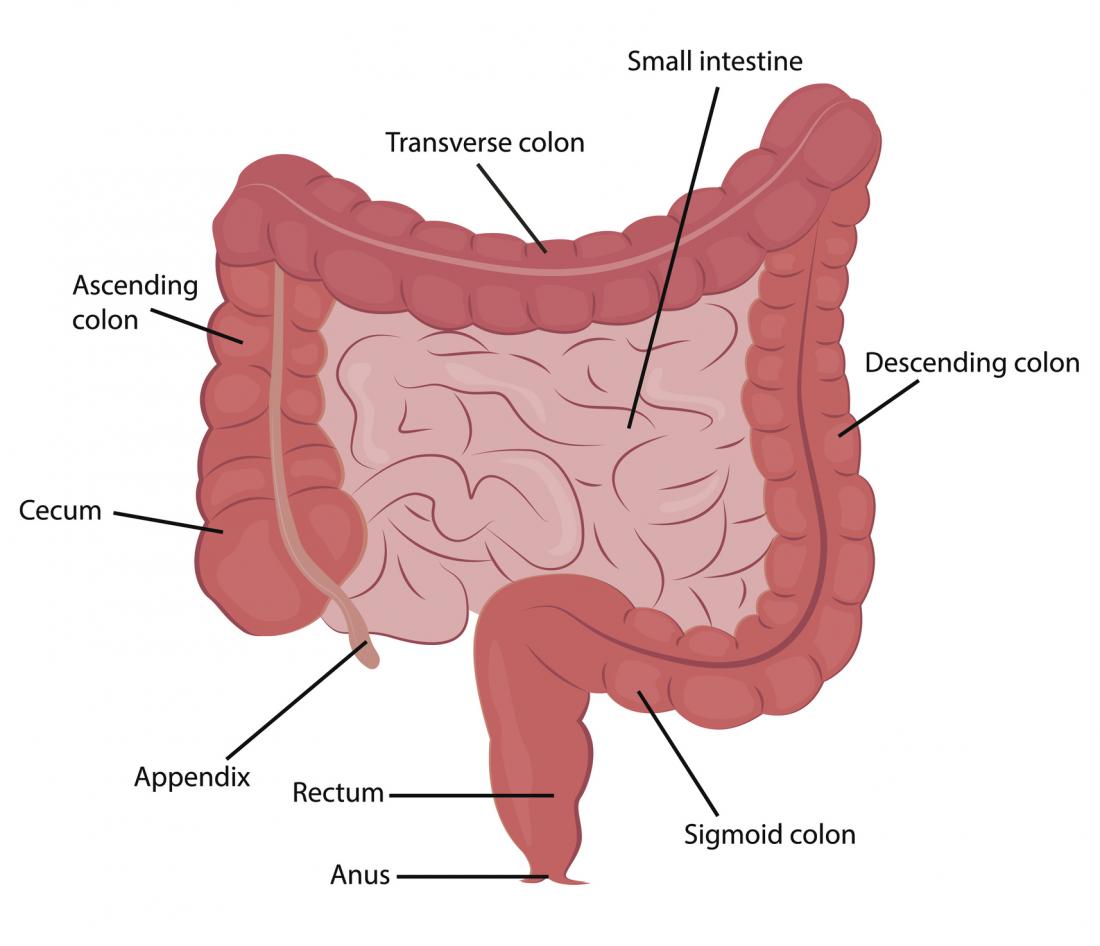 Small intestine