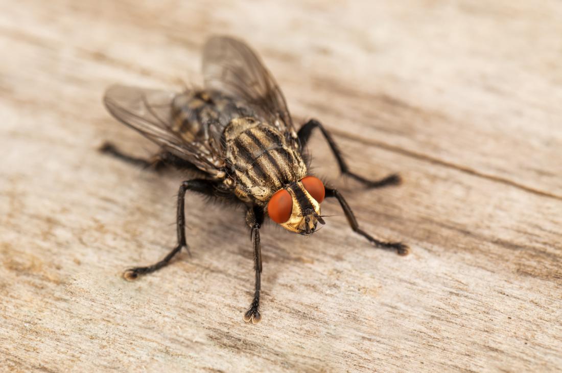Houseflies may carry more diseases than previously thought
