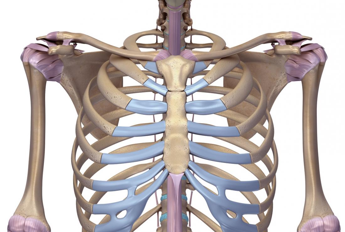 3D model of ribcage and sternum.