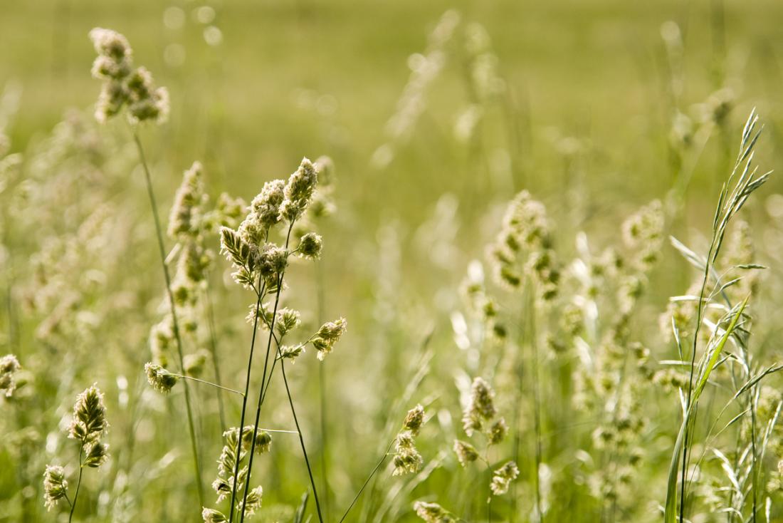 Meadow field full of blooming plants and flowers.