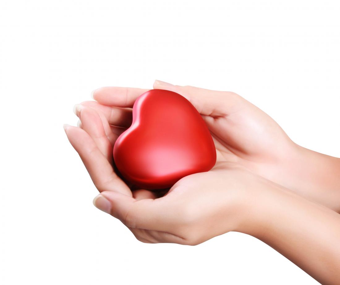 model of heart being held in hands