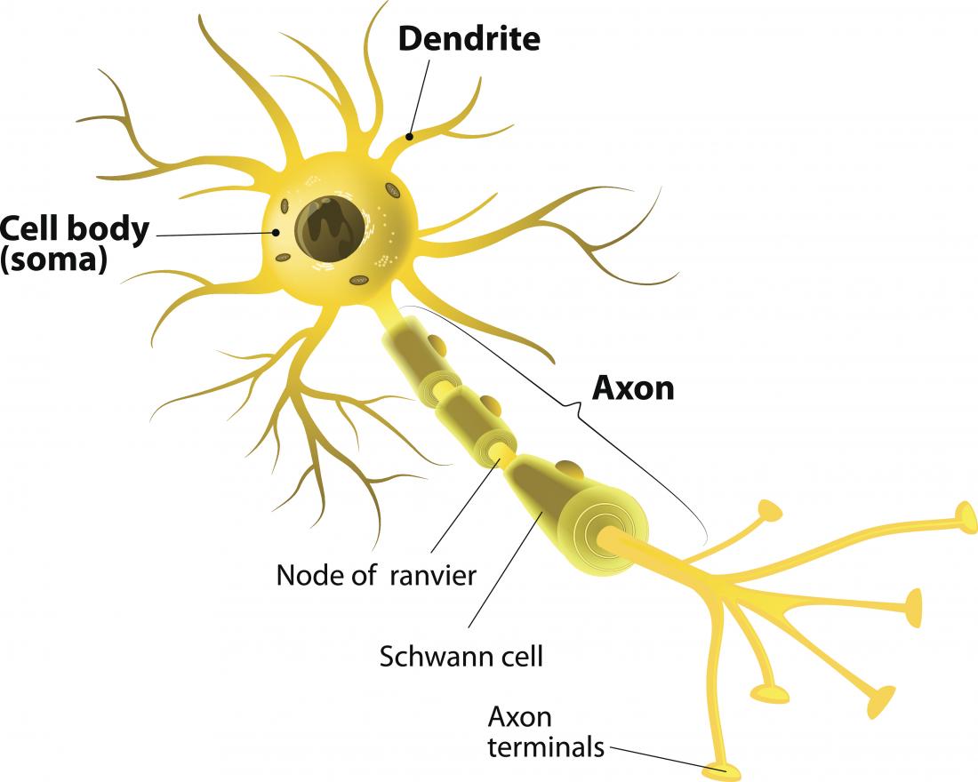 simple neuron synapse