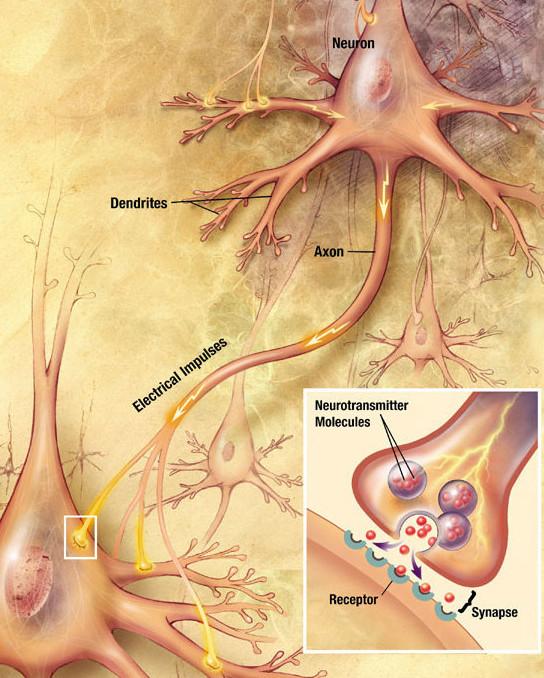 real neurons in the brain