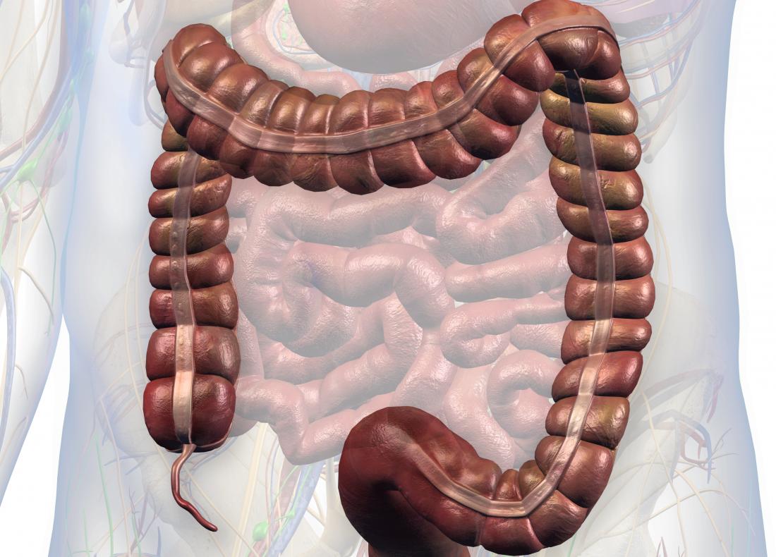 Image Of Intestines With Appendix 