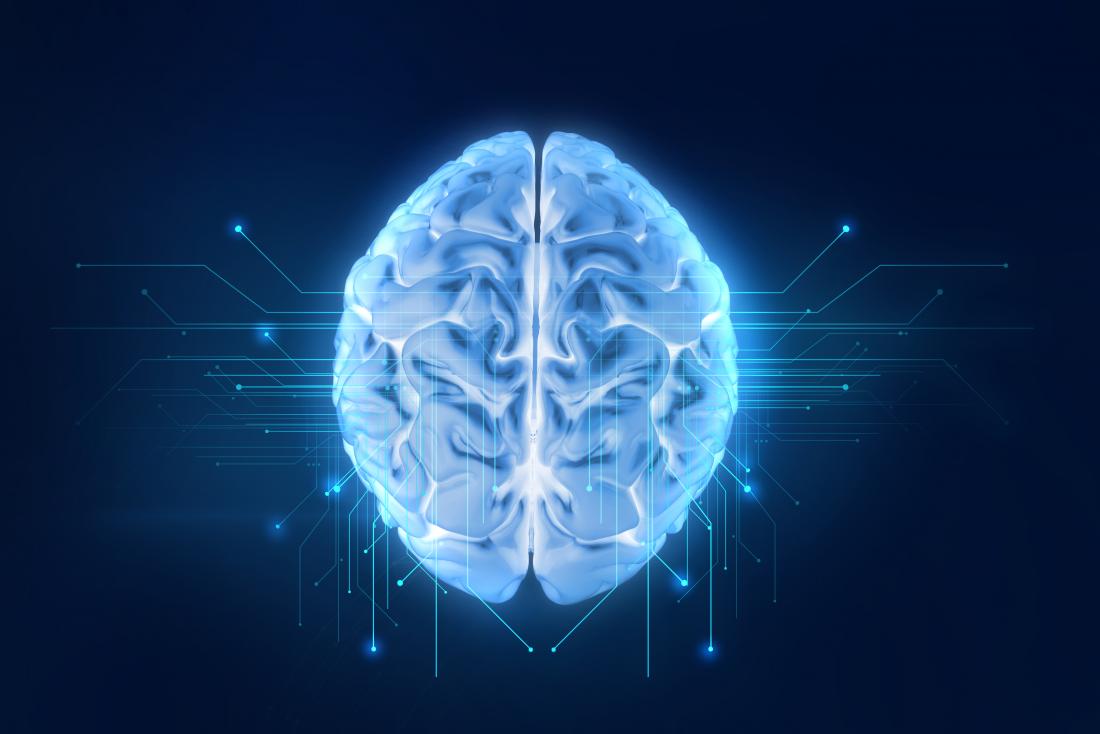 3d diagram of the brain