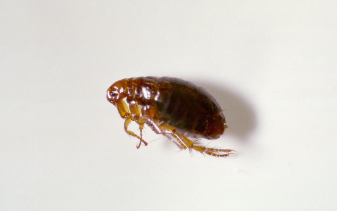 Close up of a flea.