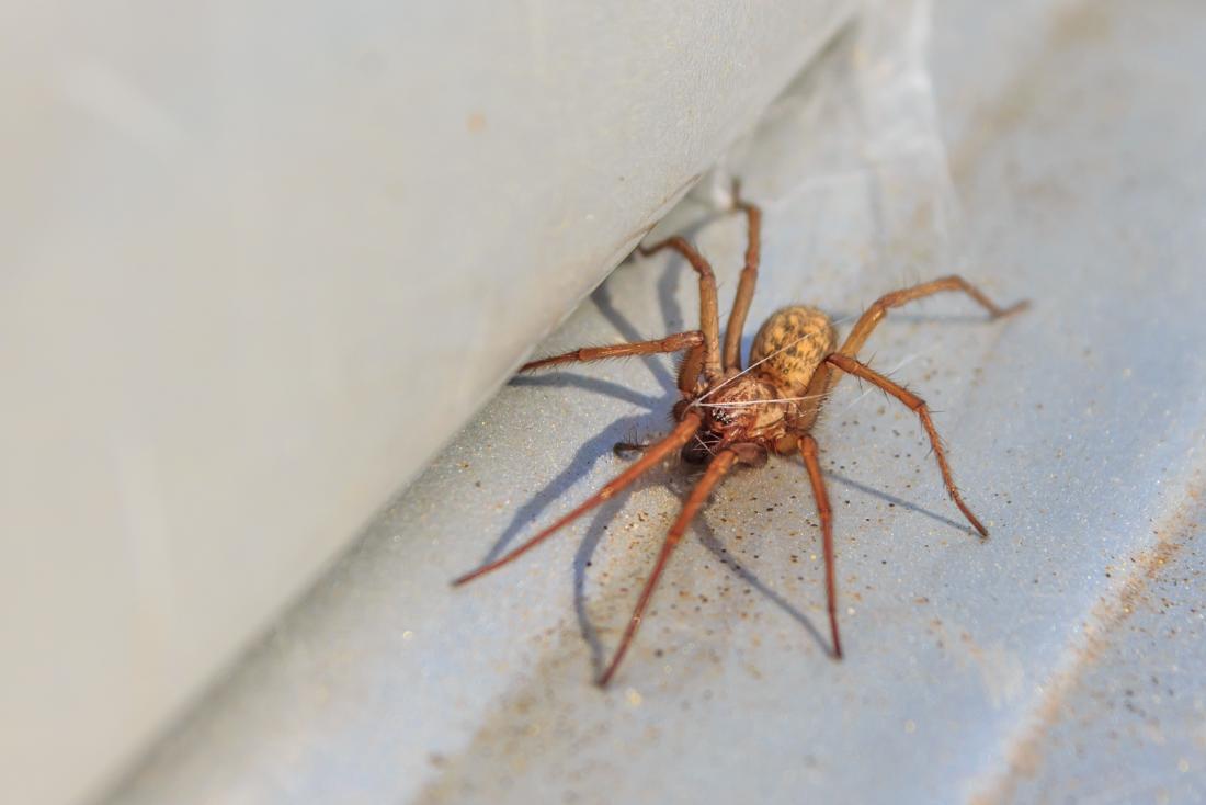 Hobo spider bite: Symptoms, treatment, and stages